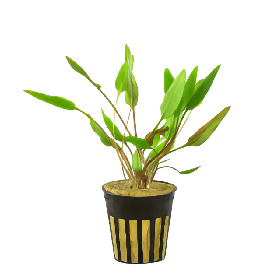 Five Potted Plants Cryptocoryne Lutea Plant Cryptocoryne Lutea