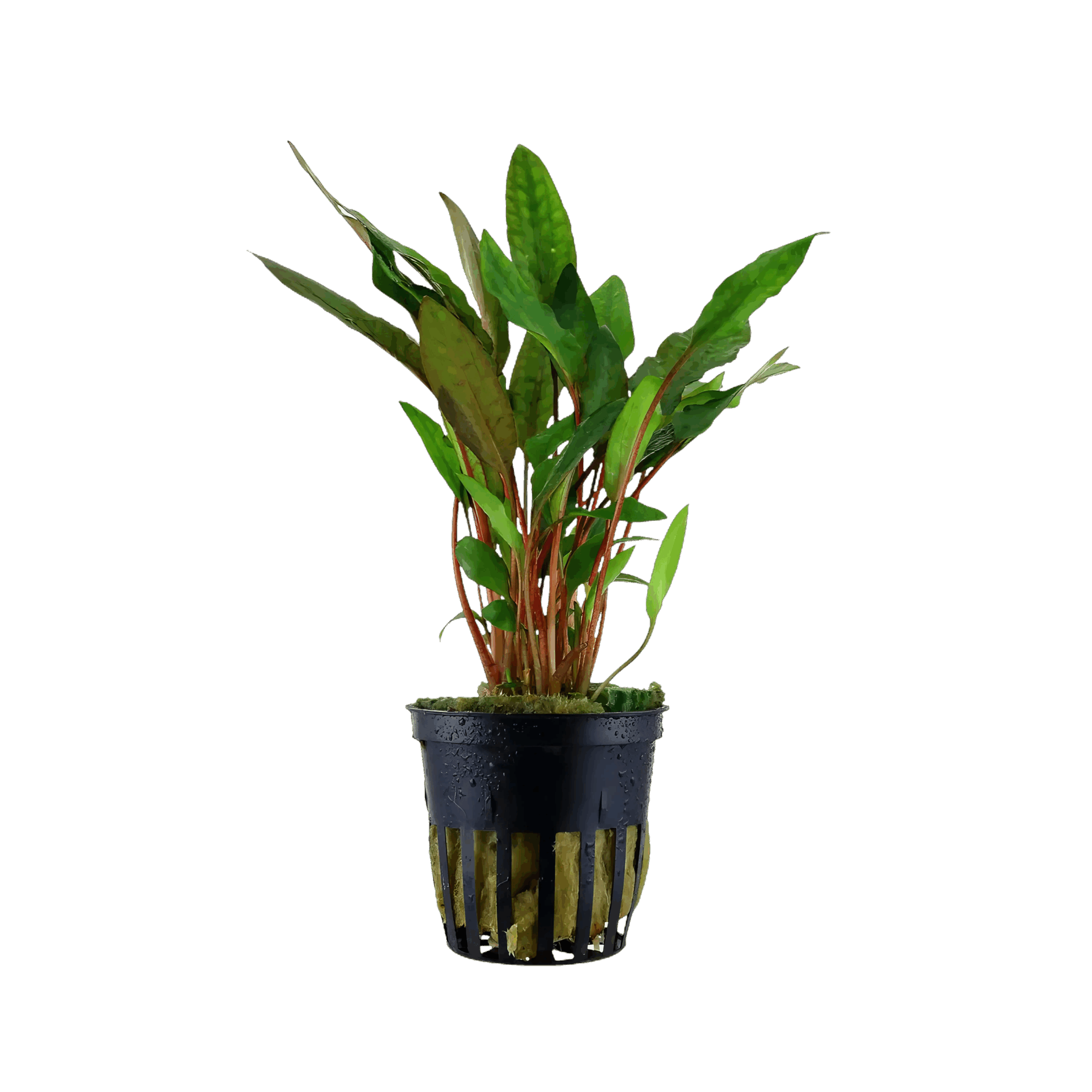 Five Potted Plants Cryptocoryne Petchii Plant Cryptocoryne Petchii