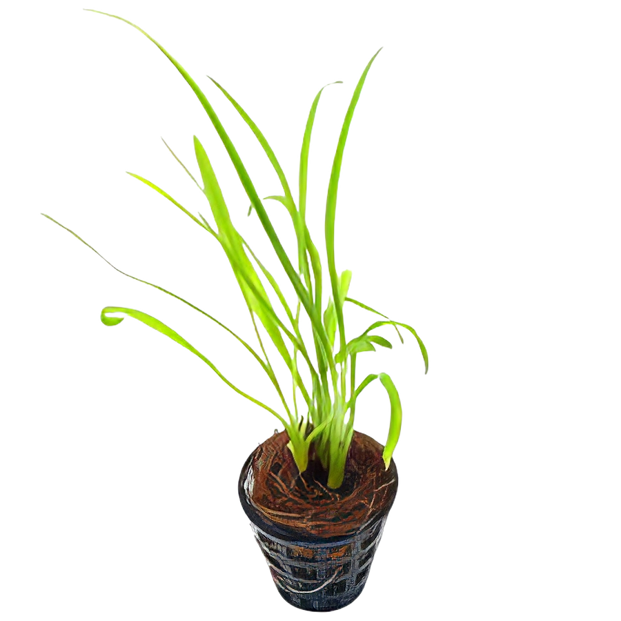 Five Potted Plants Cryptocoryne Antispiral Water Trumpet Plant Cryptocoryne Retrospiralis