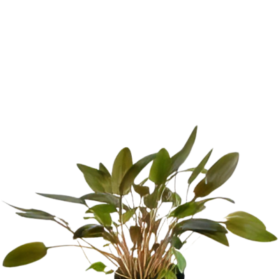 Five Potted Plants Cryptocoryne Brown Plant Cryptocoryne Wendtii Brown