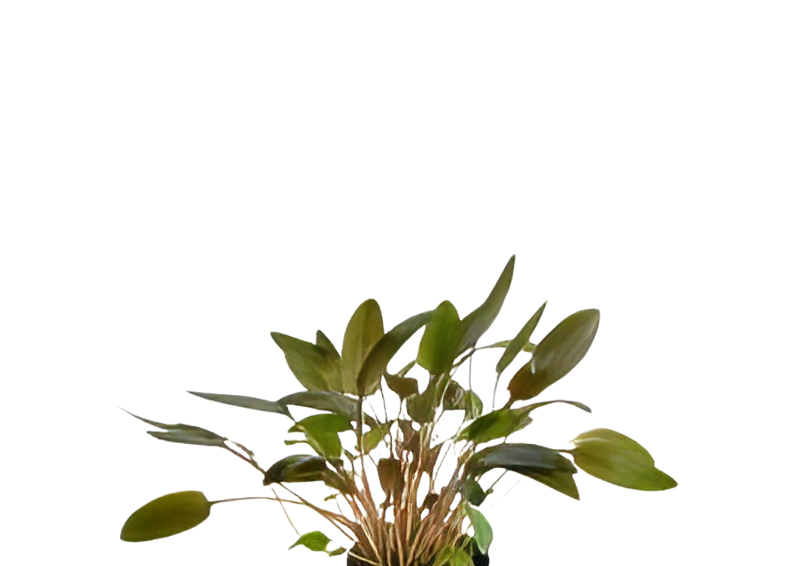 Five Potted Plants Cryptocoryne Brown Plant Cryptocoryne Wendtii Brown