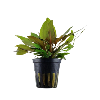 Five Potted Plants Cryptocoryne Tropica Plant Cryptocoryne Wendtii Tropica