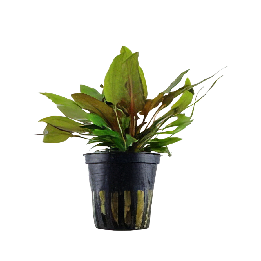 Five Potted Plants Cryptocoryne Tropica Plant Cryptocoryne Wendtii Tropica