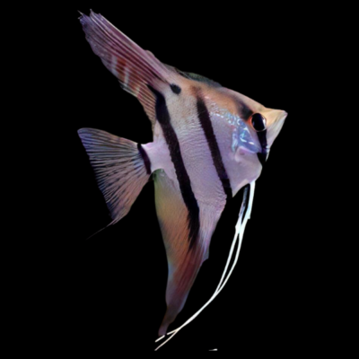 10 x Dantum Angelfish 5cm