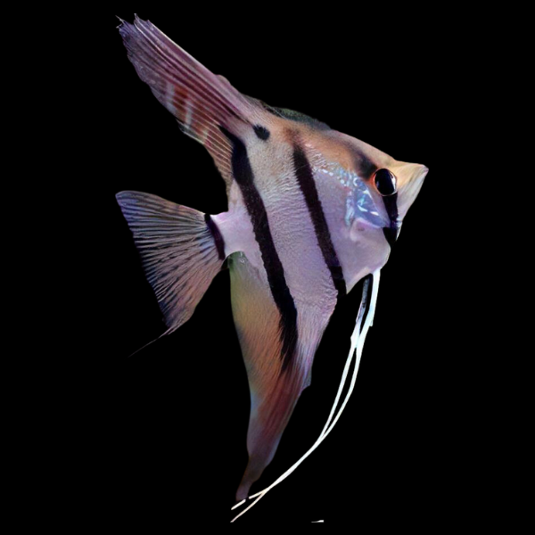 10 x Dantum Angelfish 5cm
