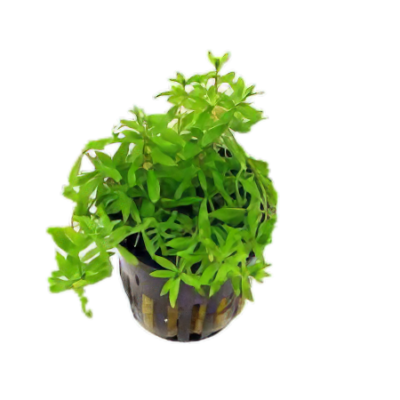 Five Potted Plants Water Hedge Plant Didiplis Diandra