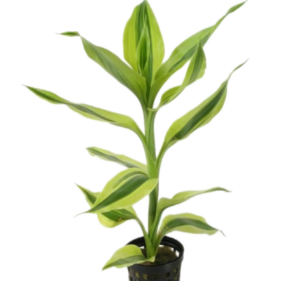 Five Potted Plants Yellow Variegated Dracena Dracaena Variegatus