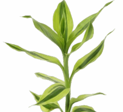 Five Bunched Plants Yellow Variegated Dracena Dracaena Variegatus