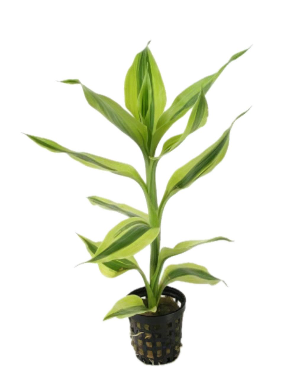 Five Potted Plants Yellow Variegated Dracena Dracaena Variegatus