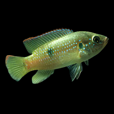 20 x Dwarf Jewel Cichlid
4cm