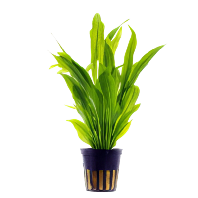 Five Potted Plants Broad Leaf Amazon Plant Echinodorus Bleheri