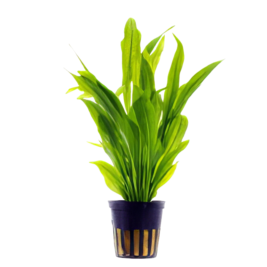 Five Potted Plants Broad Leaf Amazon Plant Echinodorus Bleheri