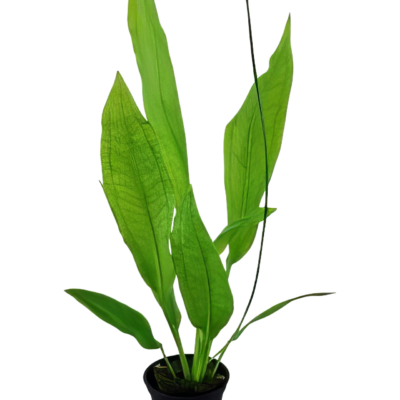 Five Potted Plants Europa Sword Plant Echinodorus Europa
