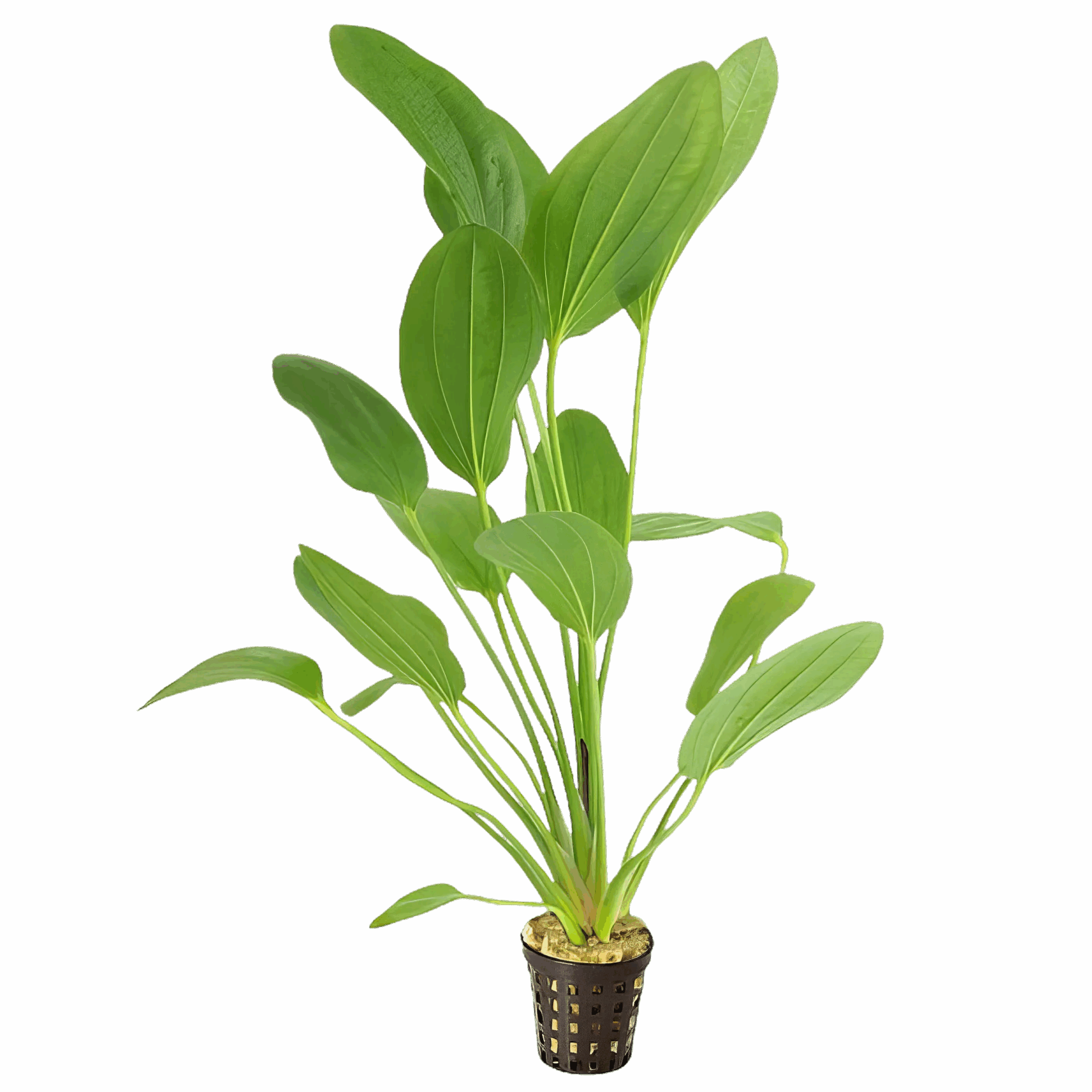 Five Potted Plants Felix Sword Plant Echinodorus Felix