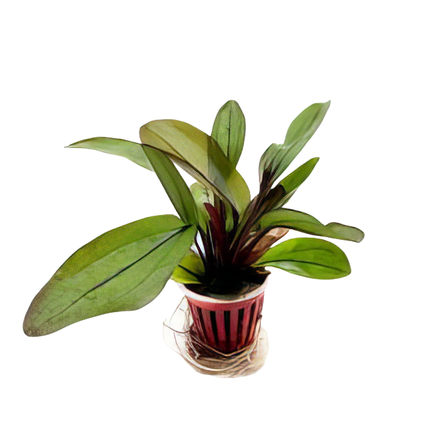 Five Potted Plants Franz Stoffels Sword Plant Echinodorus Franz Stoffels