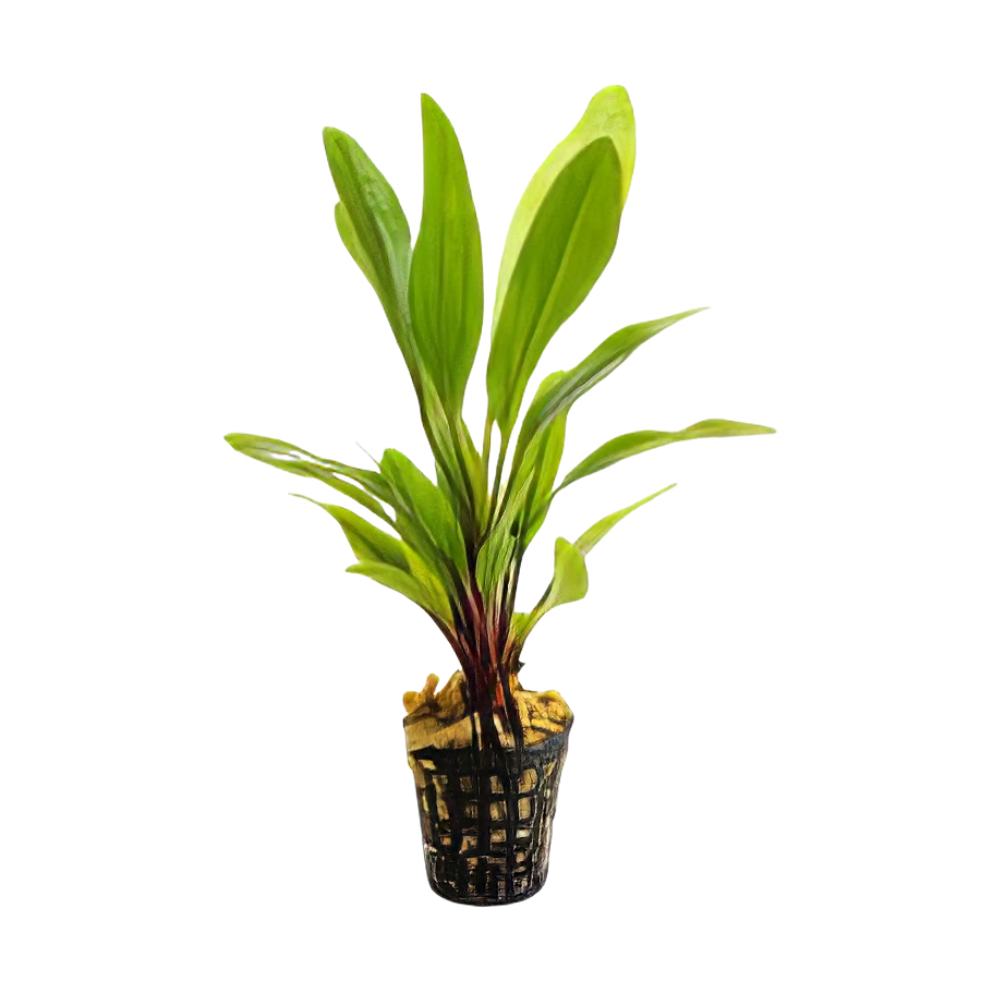 Five Potted Plants Green Pepper Sword Plant Echinodorus Sp