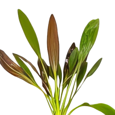 Five Bunched Plants Horemanii Sword Plant Echinodorus Horemani