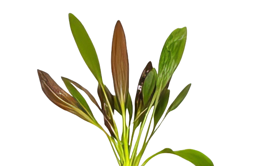 Five Bunched Plants Horemanii Sword Plant Echinodorus Horemani