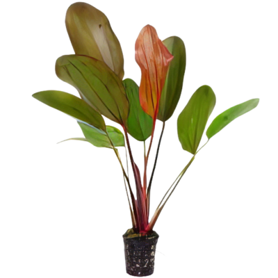 Five Potted Hot Plants Pepper Sword Plant Echinodorus Sp