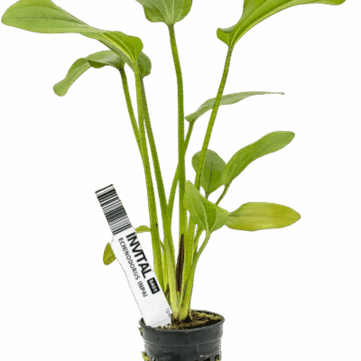 Five Potted Plants Inpai Sword Plant Echinodorus Inpai