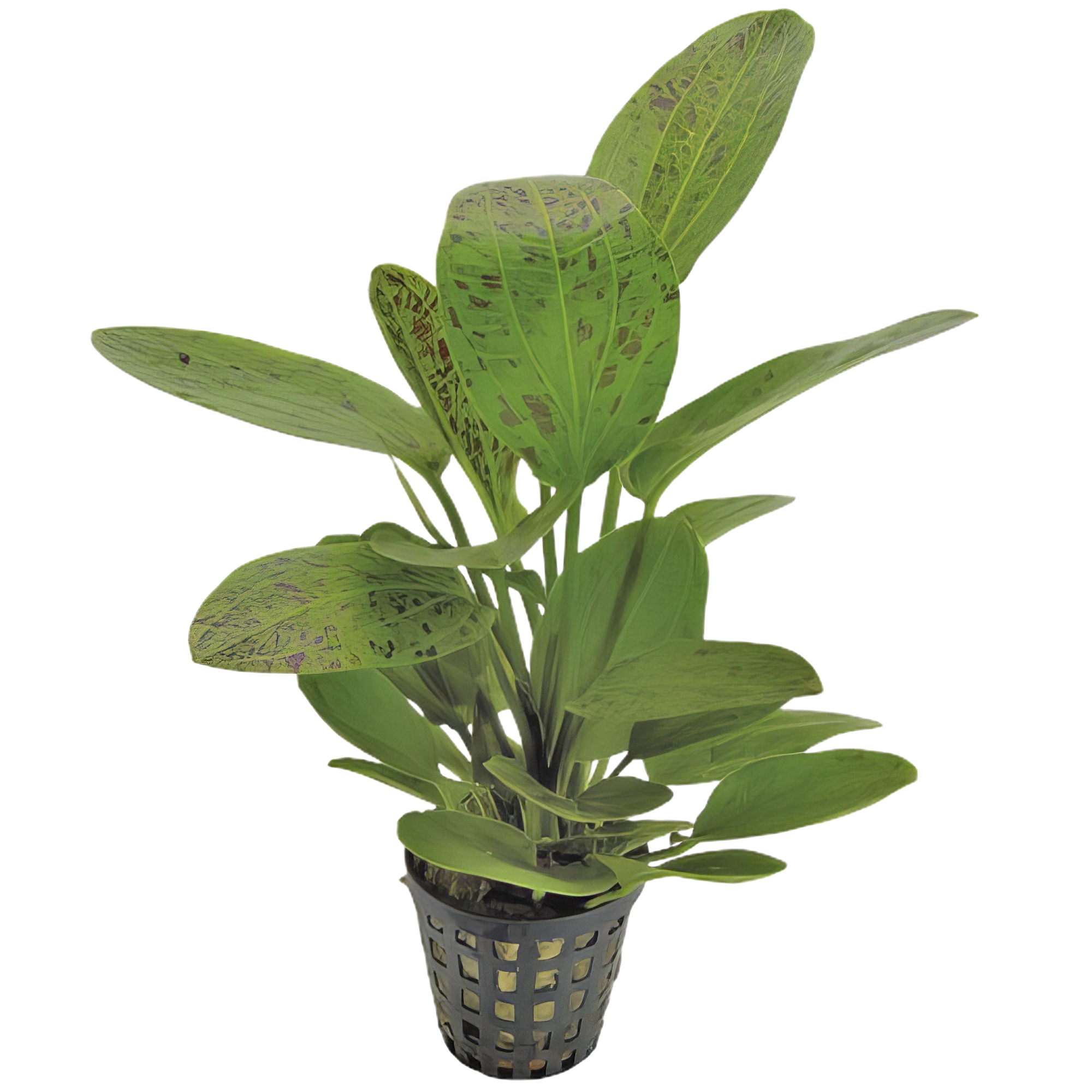 Five Potted Plants Ipica Sword Plant Echinodorus Ipica