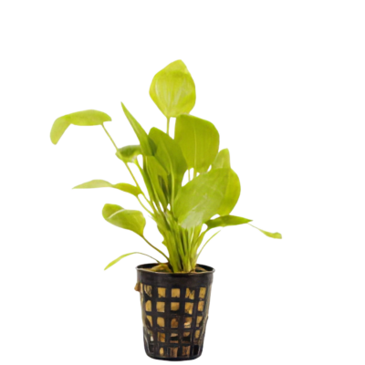 Five Potted Plants Jan Harbich Sword Plant Echinodorus Jan Harbich