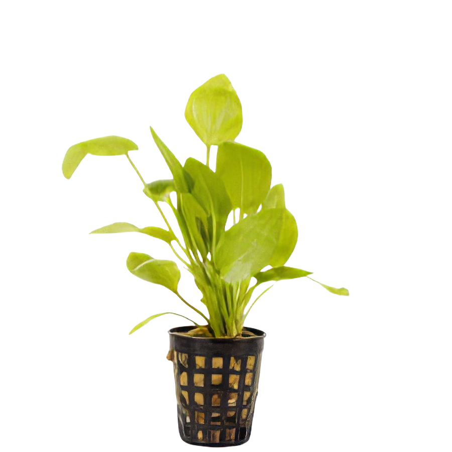Five Potted Plants Jan Harbich Sword Plant Echinodorus Jan Harbich