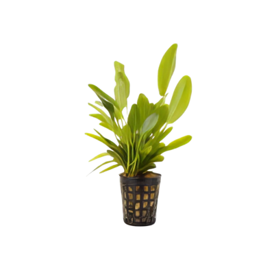 Five Potted Plants Lena Sword Plant Echinodorus Lena