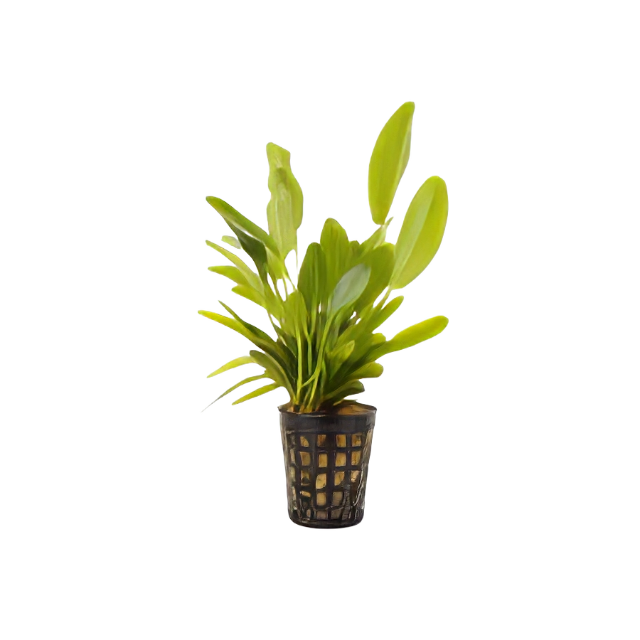 Five Potted Plants Lena Sword Plant Echinodorus Lena