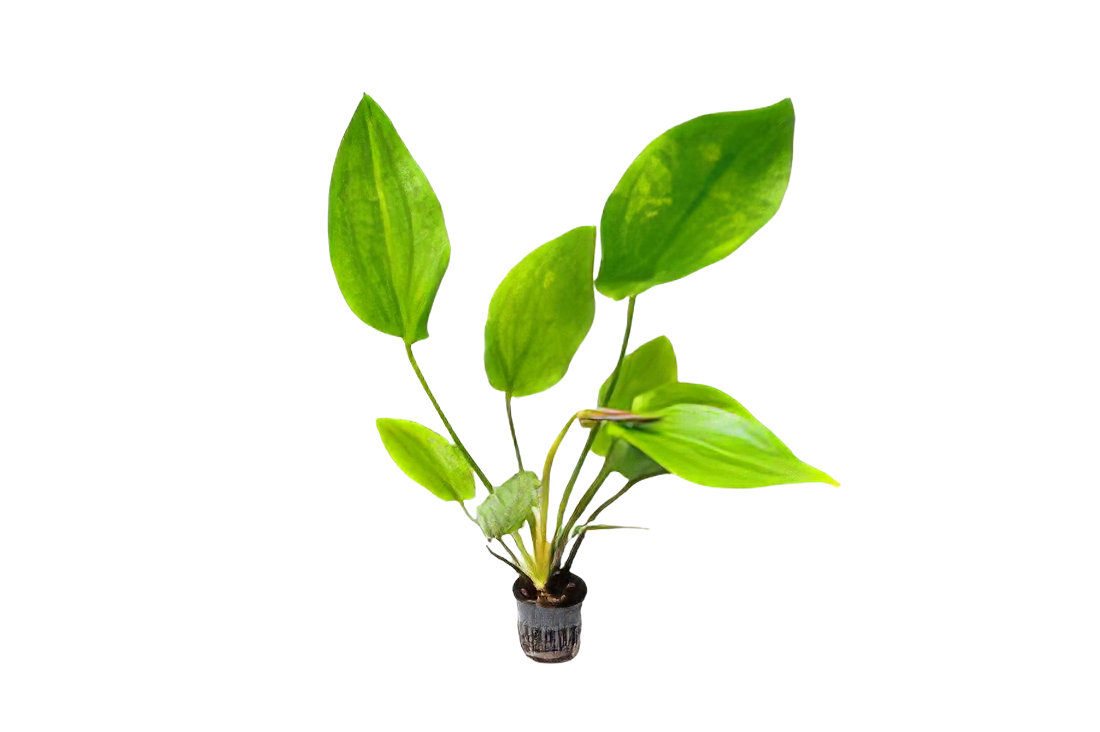 Five Potted Plants Large Leaf Sword Plant Echinodorus Macrophyllus