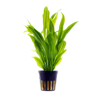 Five Potted Plants Obovatus Sword Plant Echinodorus Obovatus