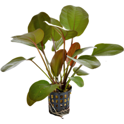 Five Potted Plants Rubra Osiris Sword Plant Echinodorus Osiris