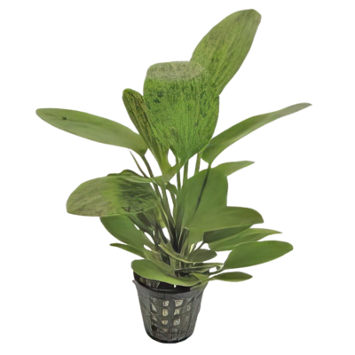 Five Potted Plants Green Ozelot Sword Plant Echinodorus Ozelot