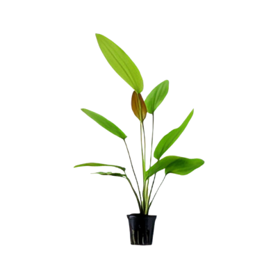 Five Potted Plants Rose Sword Plant Echinodorus Sp