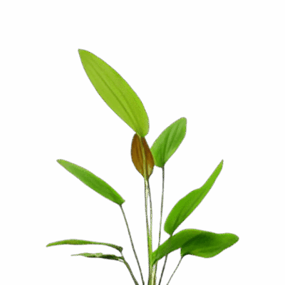 Five Bunched Plants Rose Sword Plant Echinodorus Sp