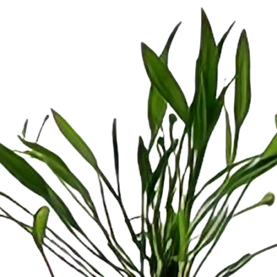 Five Potted Plants Pygmy Chain Sword Plant Echinodorus Tenellus