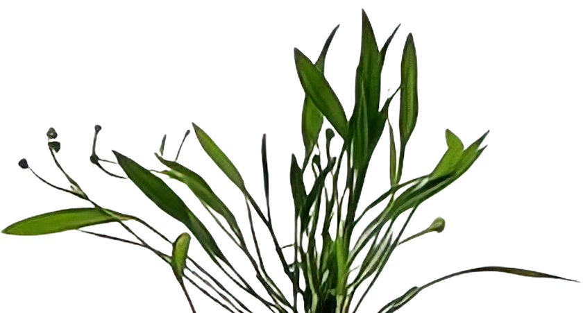 Five Potted Plants Pygmy Chain Sword Plant Echinodorus Tenellus