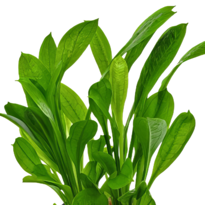 Five Bunched Plants Tropica Sword Plant Echinodorus Tropica