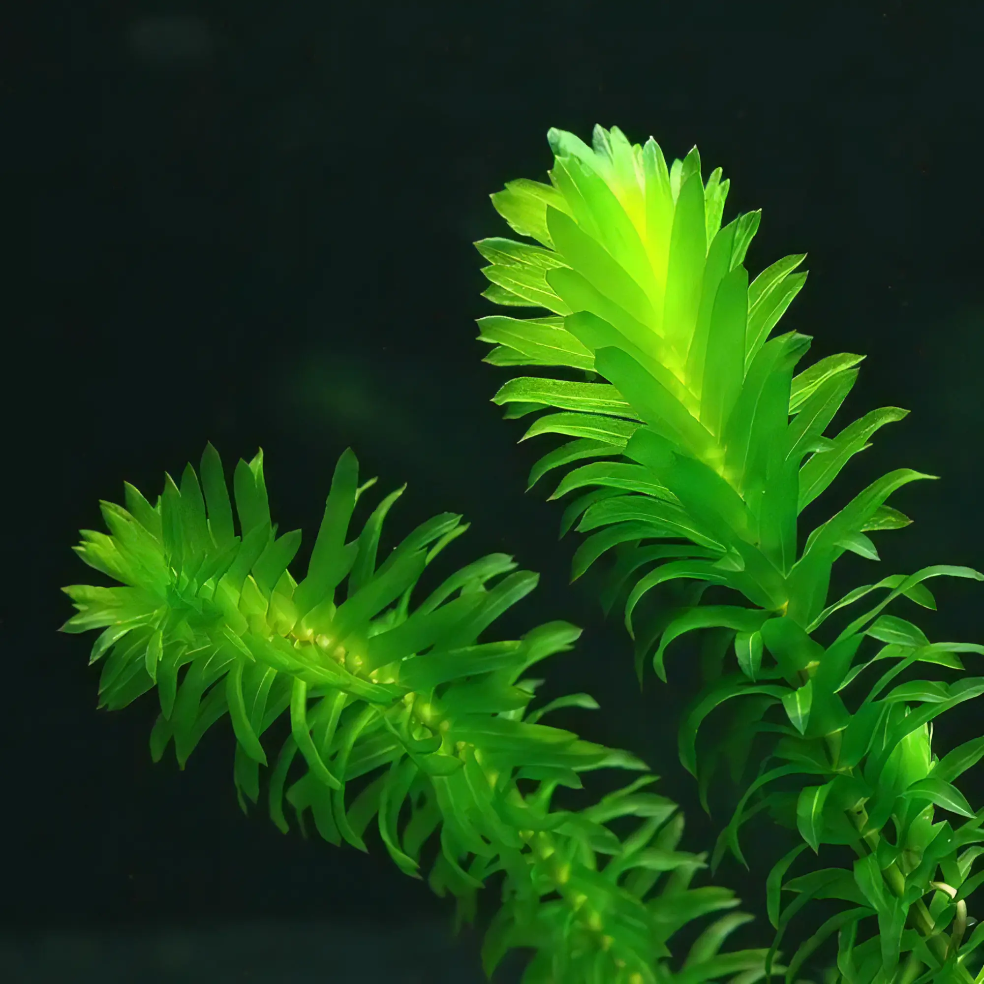 Five Potted Plants Egeria Densa Plant Egeria Densa