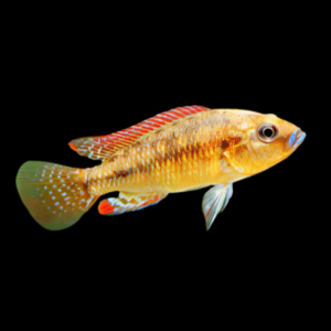 10 x Egyptian Mouth Brooder 5cm