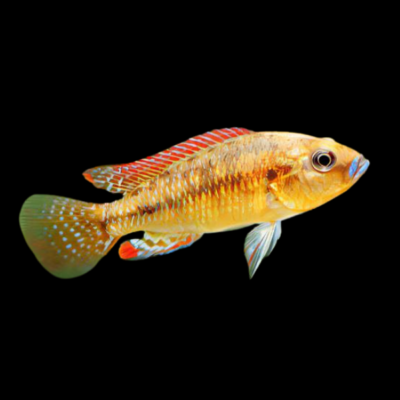 10 x Egyptian Mouth Brooder 5cm
