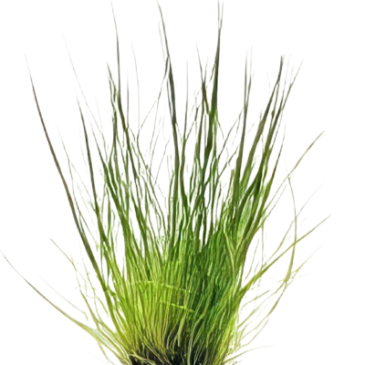 Five Potted Plants Dwarf Hairgrass Plant Eleocharis Acicularis