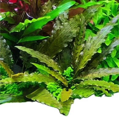 Five Bunched Plants Albida Cryp Plant Cryptocoryne Albida