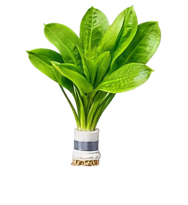 Five Bunched Plants Black Amazon Sword Plant Echinodorus Parviflorus