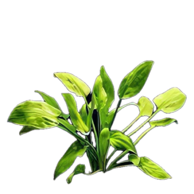 Five Bunched Plants Ciliata Cryp Plant Cryptocoryne Ciliata
