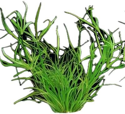 Five Bunched Plants Creeping Rush Plant Juncus Repens