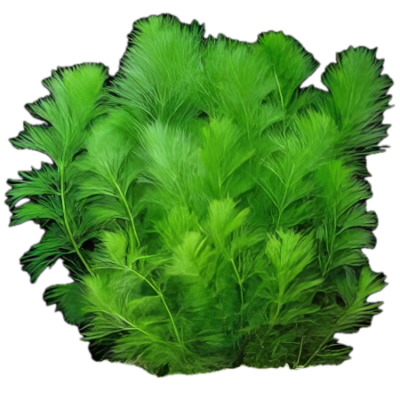 Five Bunched Plants Giant Ambulia Plant Limnophila Gigantea
