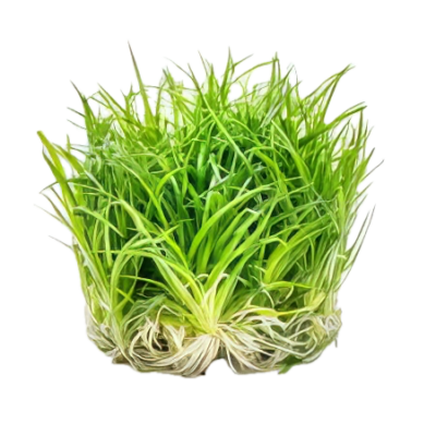 Five Bunched Plants Grass Rosette Plant Eriocaulon Goias