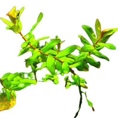 Five Bunched Plants Green Macranda Rotala Plant Rotala Macranda