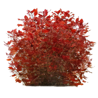 Five Bunched Plants Mni Red Ludwigia Plant Ludwigia 'mini red'